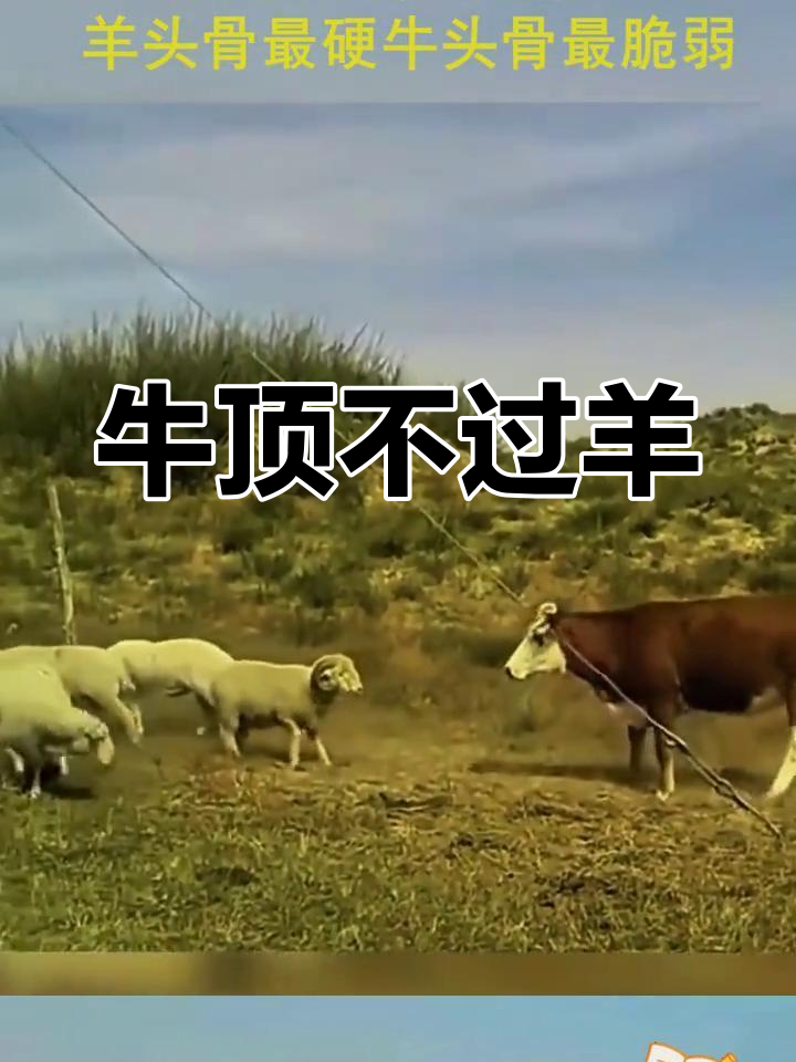 新赛季领头羊对决！北京挑战广东，胜者赢得榜首之战的简单介绍